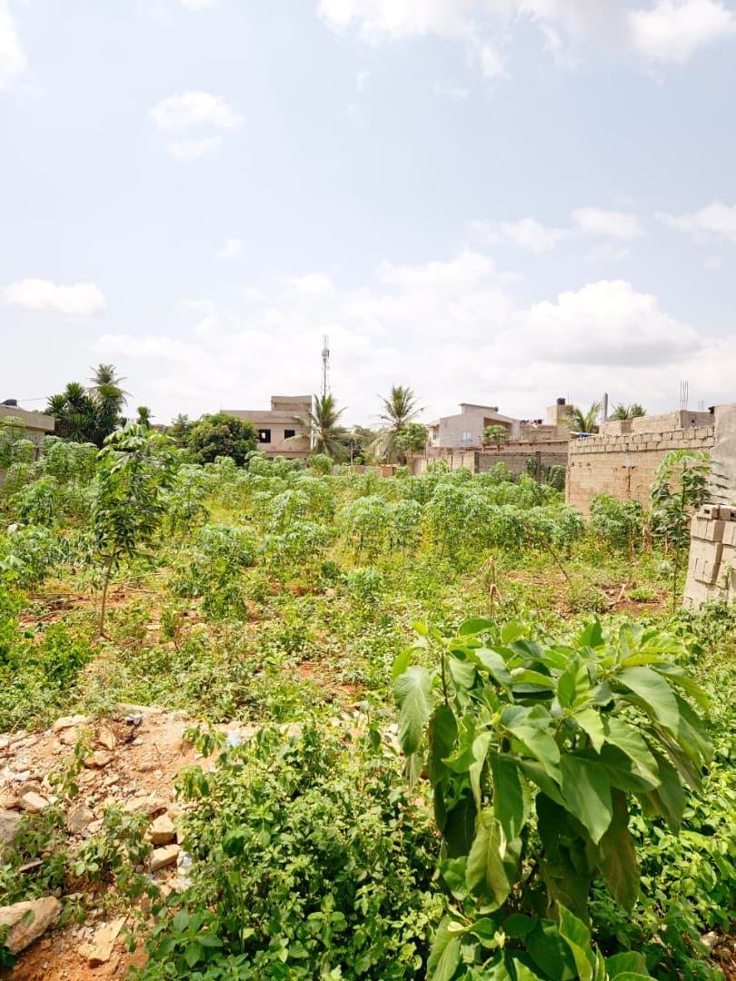 Achat de terrain au Togo : 5 précautions essentielles pour sécuriser votre investissement